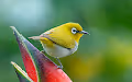 Birds-of-paradise - old