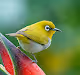 Birds-of-paradise - old