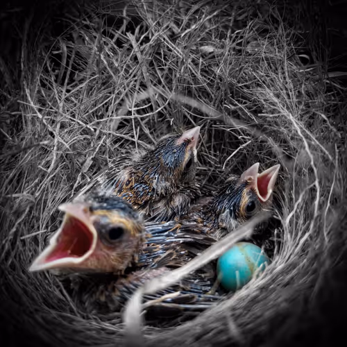 Featherfriends - old