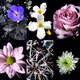 Pop Flower Power