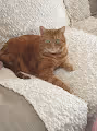 Climate Change Cat
