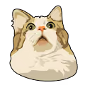 CatMemes