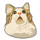 CatMemes