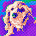 MACA POP the Cocker PORTRAIT