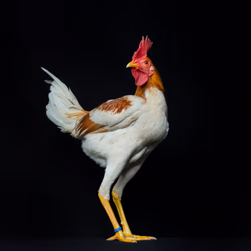 Robby Cyron - Gallus Pinsl Edition