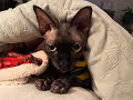 The BatCat Collection: Tyrone the Kitty