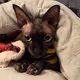The BatCat Collection: Tyrone the Kitty