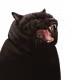 chiba cat