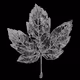 BLACK LEAF