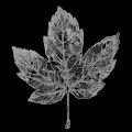 BLACK LEAF