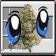 Canna-Buddiez