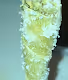 cannaManna