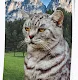 Been There Cat (BTC)