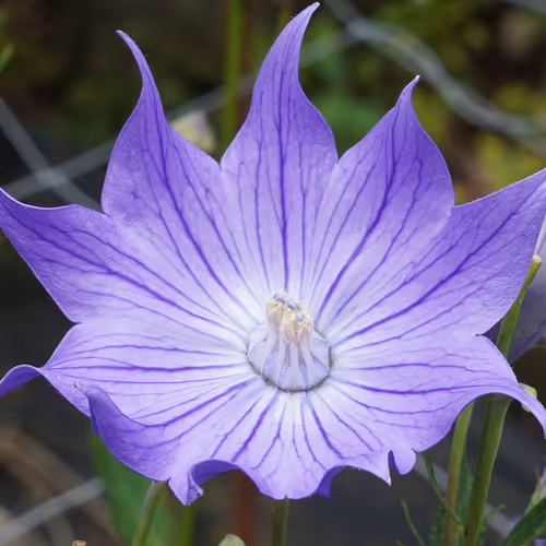 Beloved wildflowers in Japan