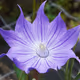Beloved wildflowers in Japan