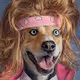 Doghairhigh