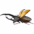 Pixel Beetles