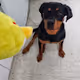 Onyx the puppers