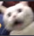 Crazyanimalz