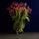 STILL LIFE 2.0