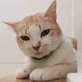 BOON CATs FAMILY PHOTO