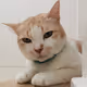 BOON CATs FAMILY PHOTO