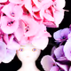 Flower*fairies