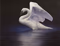 Renso Tamse WildLife Art