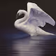 Renso Tamse WildLife Art