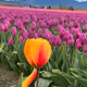 Tulips in bloom