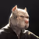 MR Pitbull