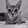 SCatFam