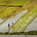 Paddy Field and Geometry