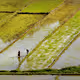 Paddy Field and Geometry
