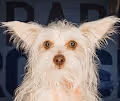 Holodogs