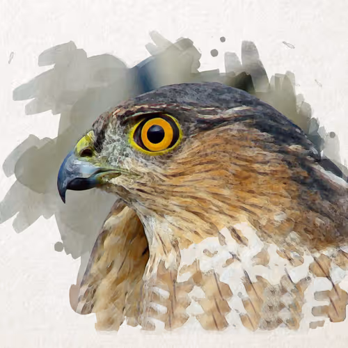 New Watercolor World