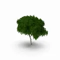 Tree World NFT Forest