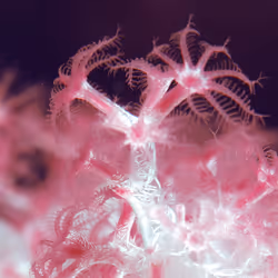 Coral editions