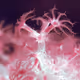 Coral editions