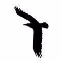 Through Avian Eyes (We Are Connected)