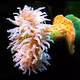 Under Water photography