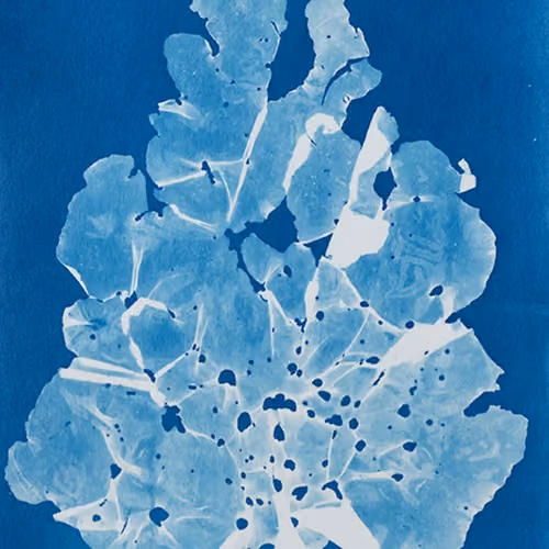 Algae cards