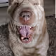 Aapo Dog