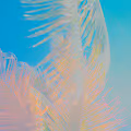 The Color Series