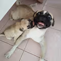 FunnyPugs