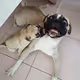 FunnyPugs