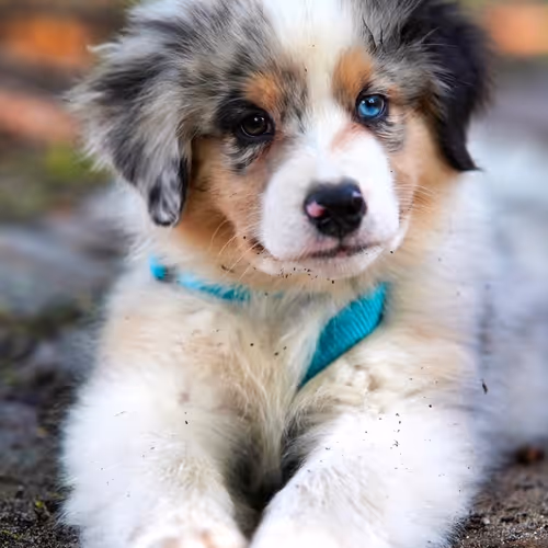 My Dog's Destiny