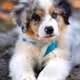 My Dog's Destiny