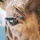 Unique Animal Photography
