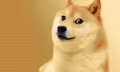 .DOGE.